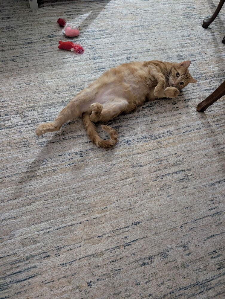 Charlie, a Adoptable mixed breed in Vienna , VA image 6/6