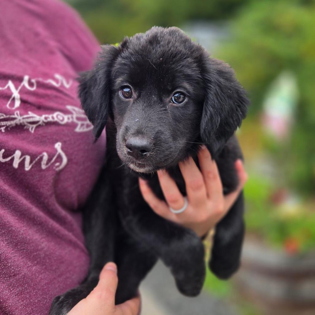 CT Belgrade avail Sep 26, Adoptable, Puppy Female Labrador Retriever & Great Pyrenees.