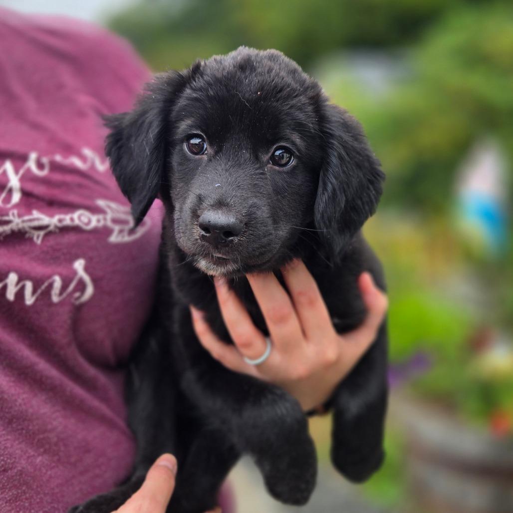 Enlarge CT Belgrade avail Sep 26, a Adoptable mixed breed in Stormville, NY image 2/2