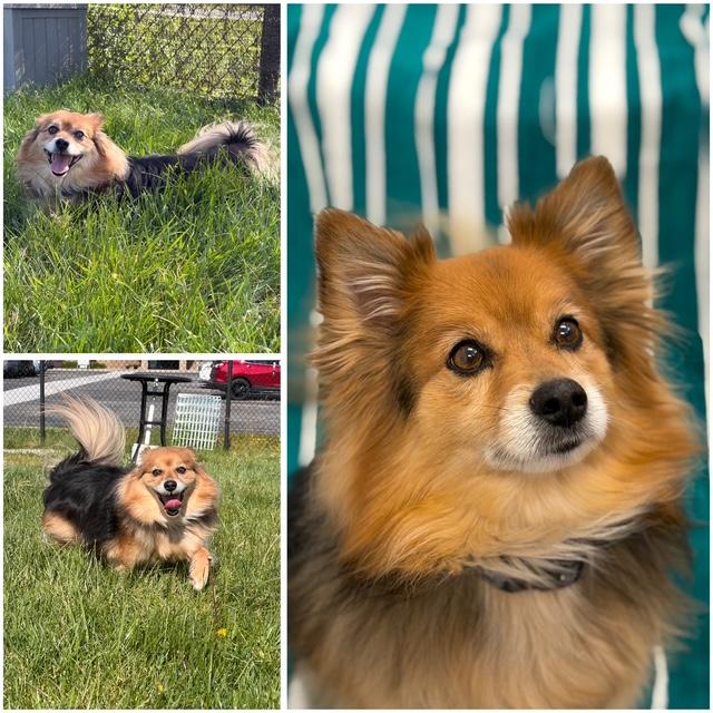 SAMMIE, Adoptable, Senior Male Pomeranian & Mixed Breed.