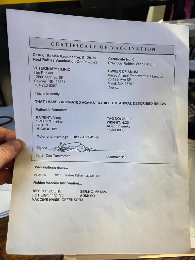 Enlarge Vinny, a Adopted mixed breed in Minot, ND image 1/5