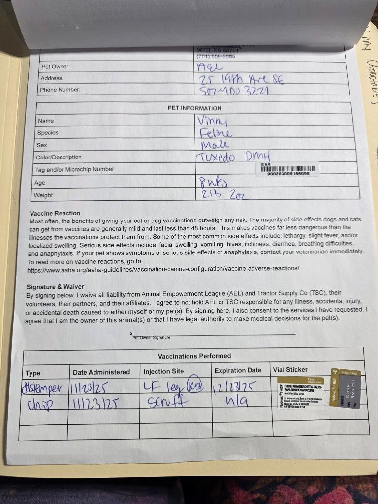 Enlarge Vinny, a Adopted mixed breed in Minot, ND image 2/5