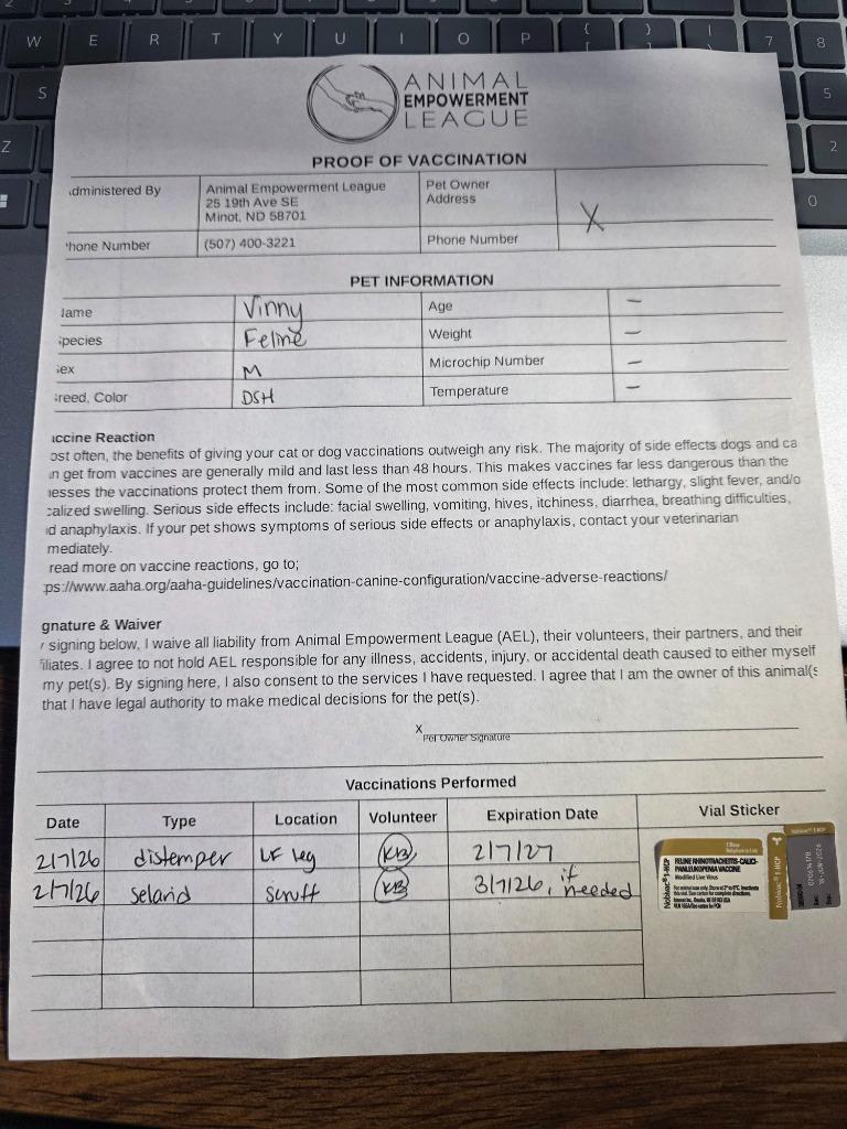 Enlarge Vinny, a Adopted mixed breed in Minot, ND image 4/5