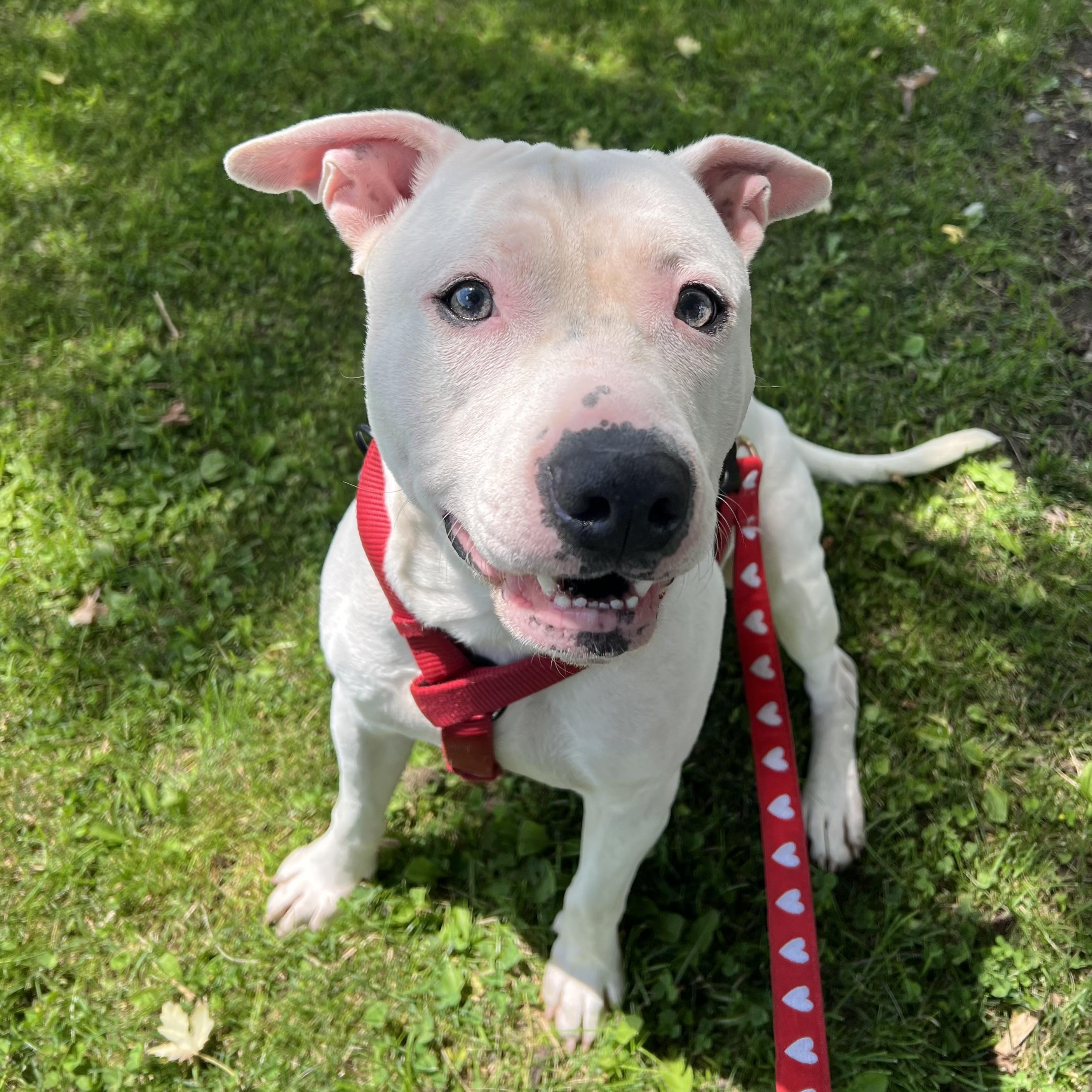Ramen, adopted, Young Male Pit Bull Terrier.