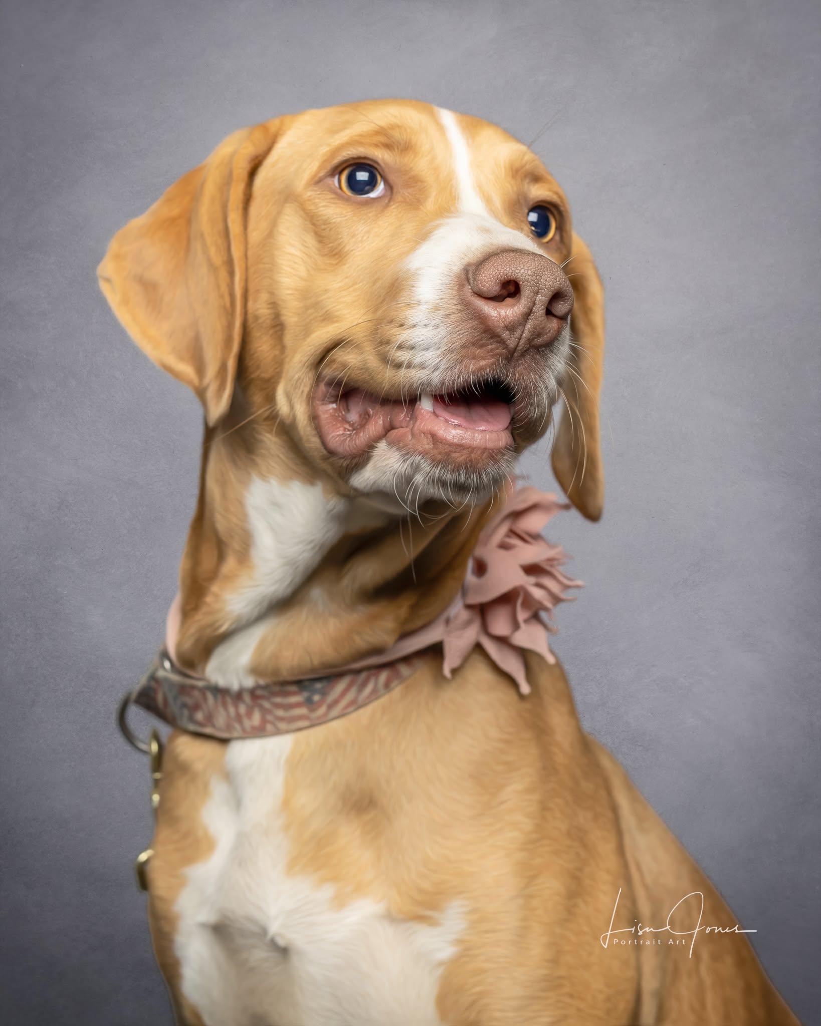 Enlarge Dizzy, a Adoptable Mixed Breed in Cullman, AL image 1/2