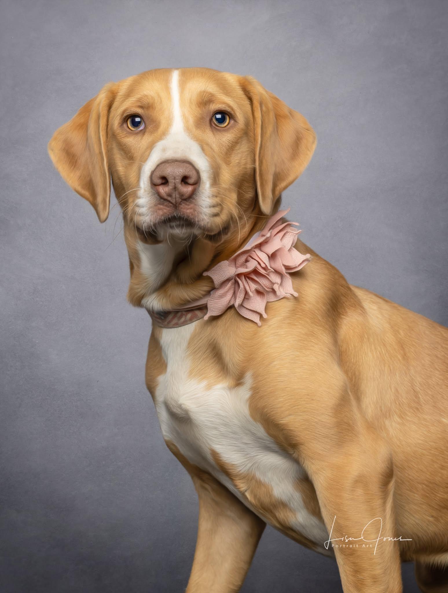 Enlarge Dizzy, a Adoptable Mixed Breed in Cullman, AL image 2/2