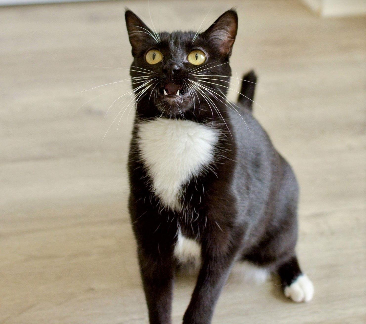 Kimmy, Adoptable, Adult Female Domestic Short Hair & Tuxedo.