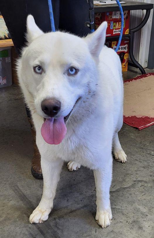 Melvin, Adopted, Adult Male Husky.
