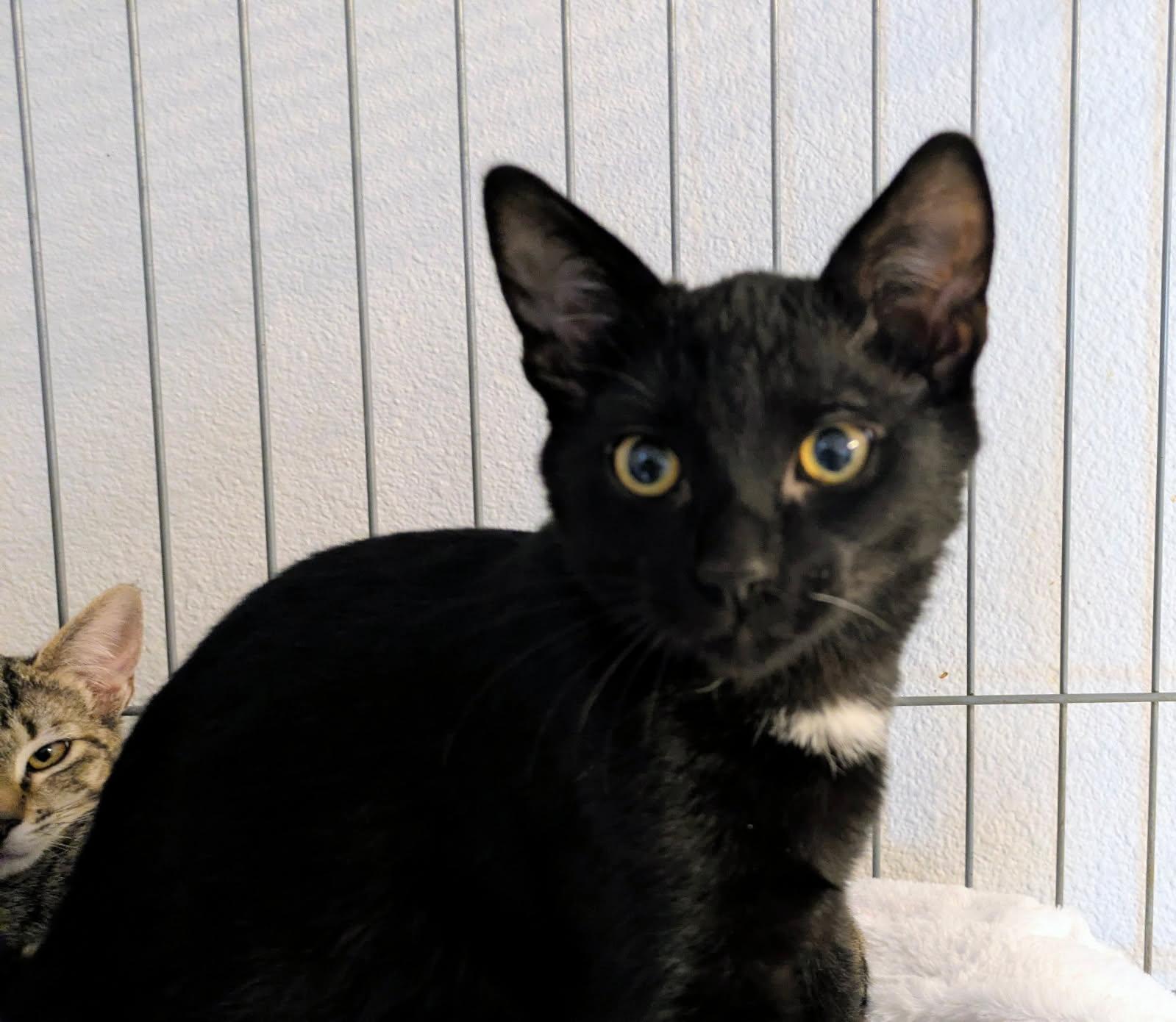 Wilbur, ADOPTABLE, Kitten Male Domestic Short Hair.