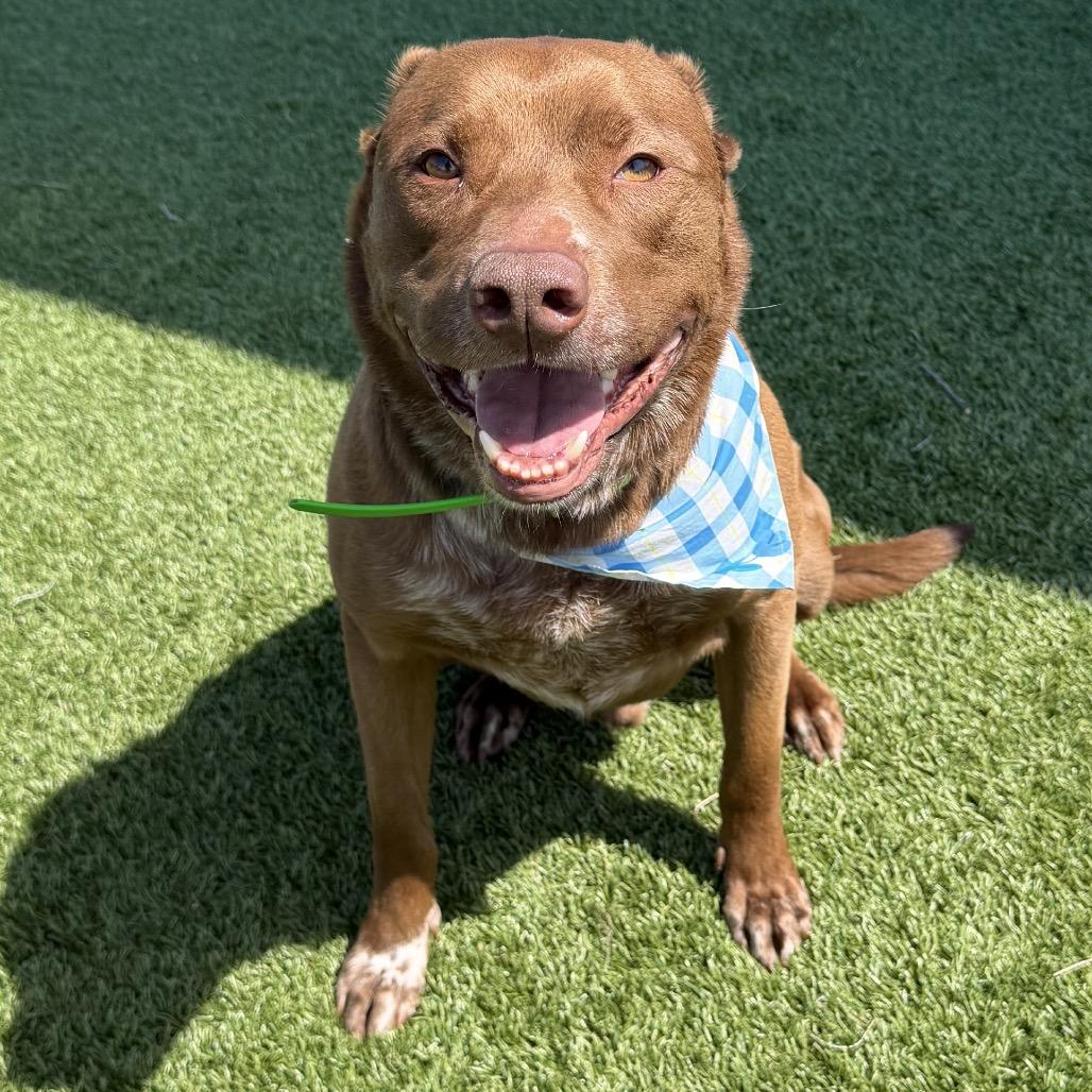 Enzo, Adoptable, Senior Male German Shepherd Dog & Australian Kelpie.