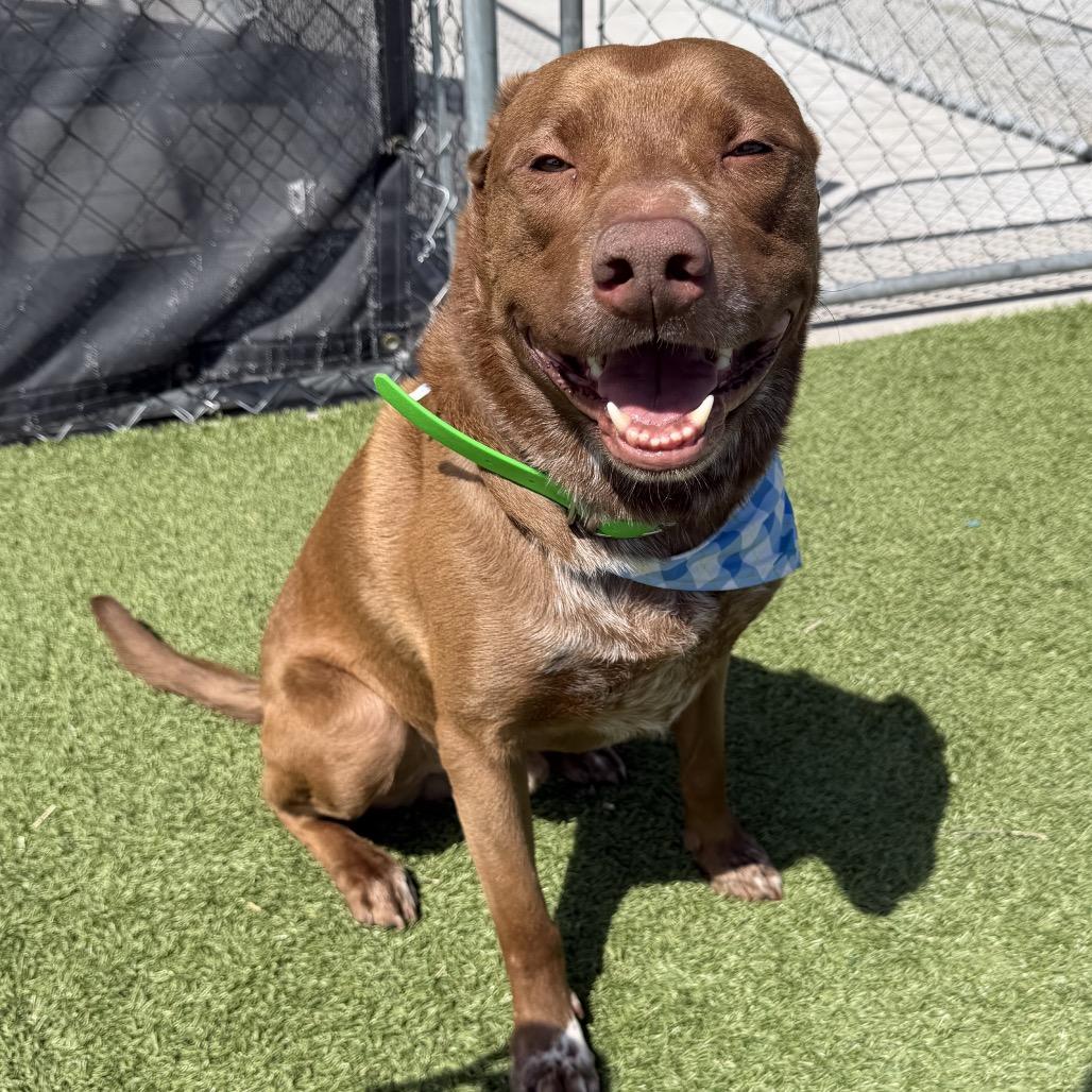 Enzo, a Adoptable mixed breed in Idaho Falls, ID image 2/6