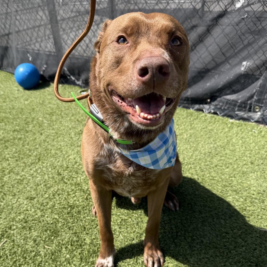 Enzo, a Adoptable mixed breed in Idaho Falls, ID image 3/6