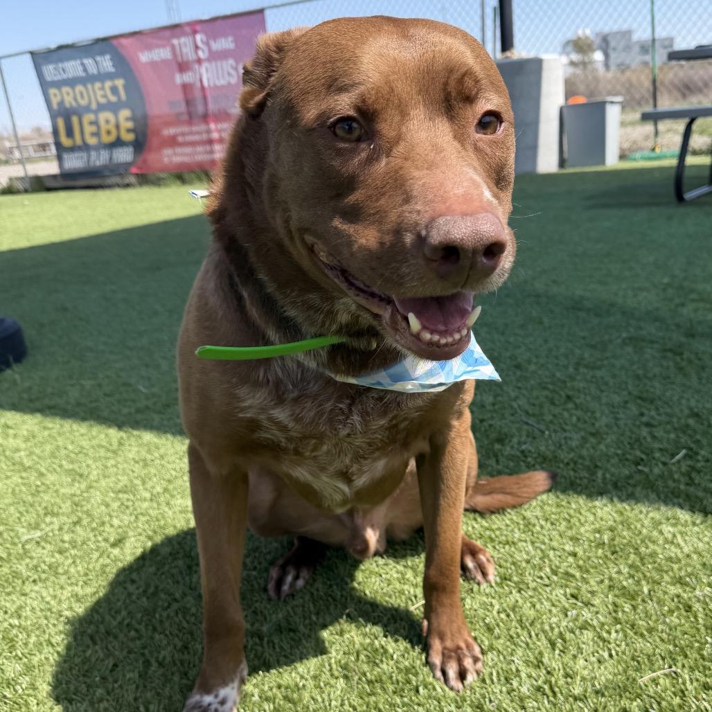 Enzo, a Adoptable mixed breed in Idaho Falls, ID image 4/6