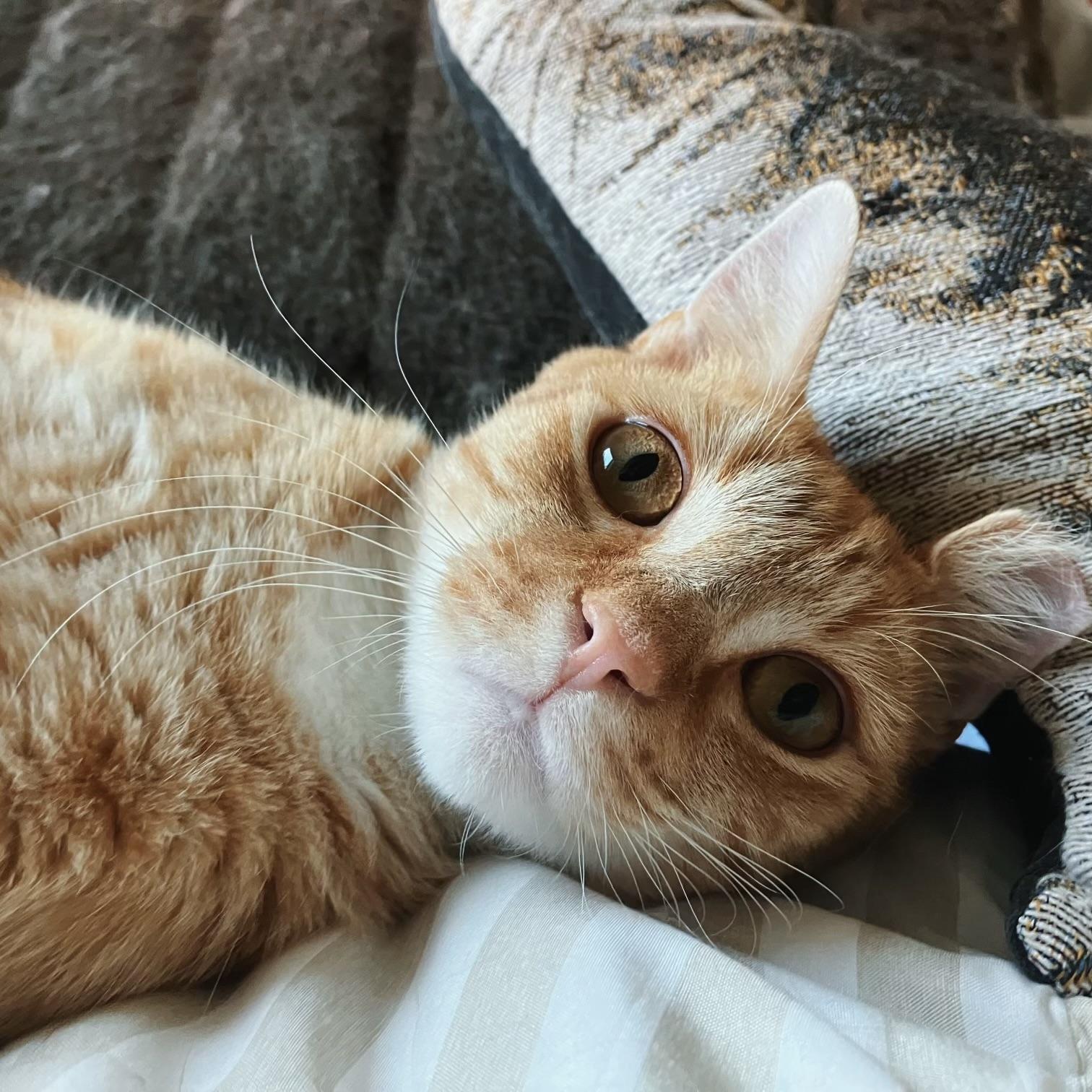 Marmalade, Adult Male Domestic Short Hair