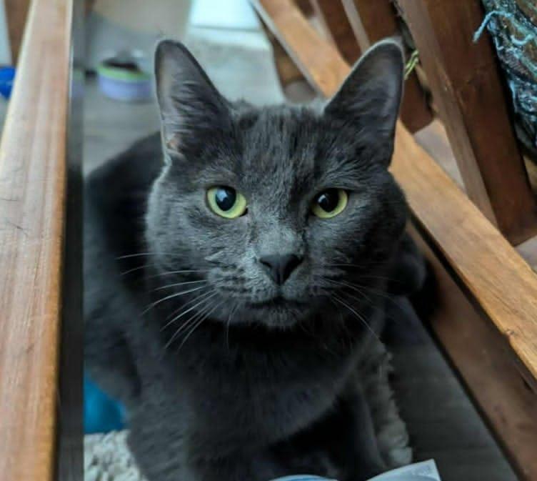 Willow, a Adoptable Domestic Short Hair in Calgary, AB image 1/6