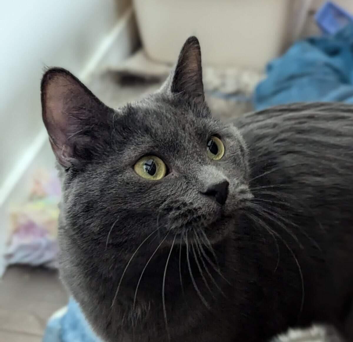 Willow, a Adoptable Domestic Short Hair in Calgary, AB image 2/6