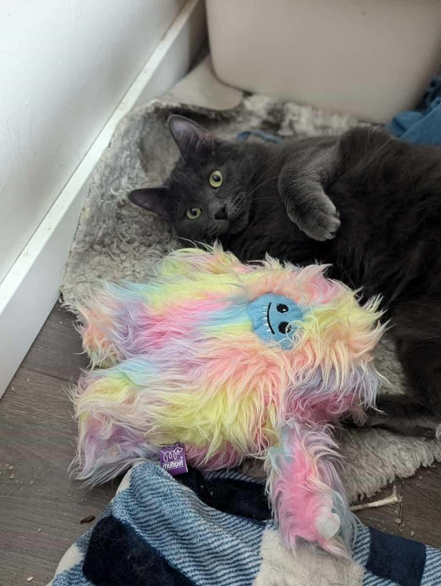 Willow, a Adoptable Domestic Short Hair in Calgary, AB image 5/6