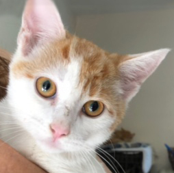 Enlarge Smash - missing paw, a Adoptable Domestic Short Hair in Mansfield, OH image 1/2