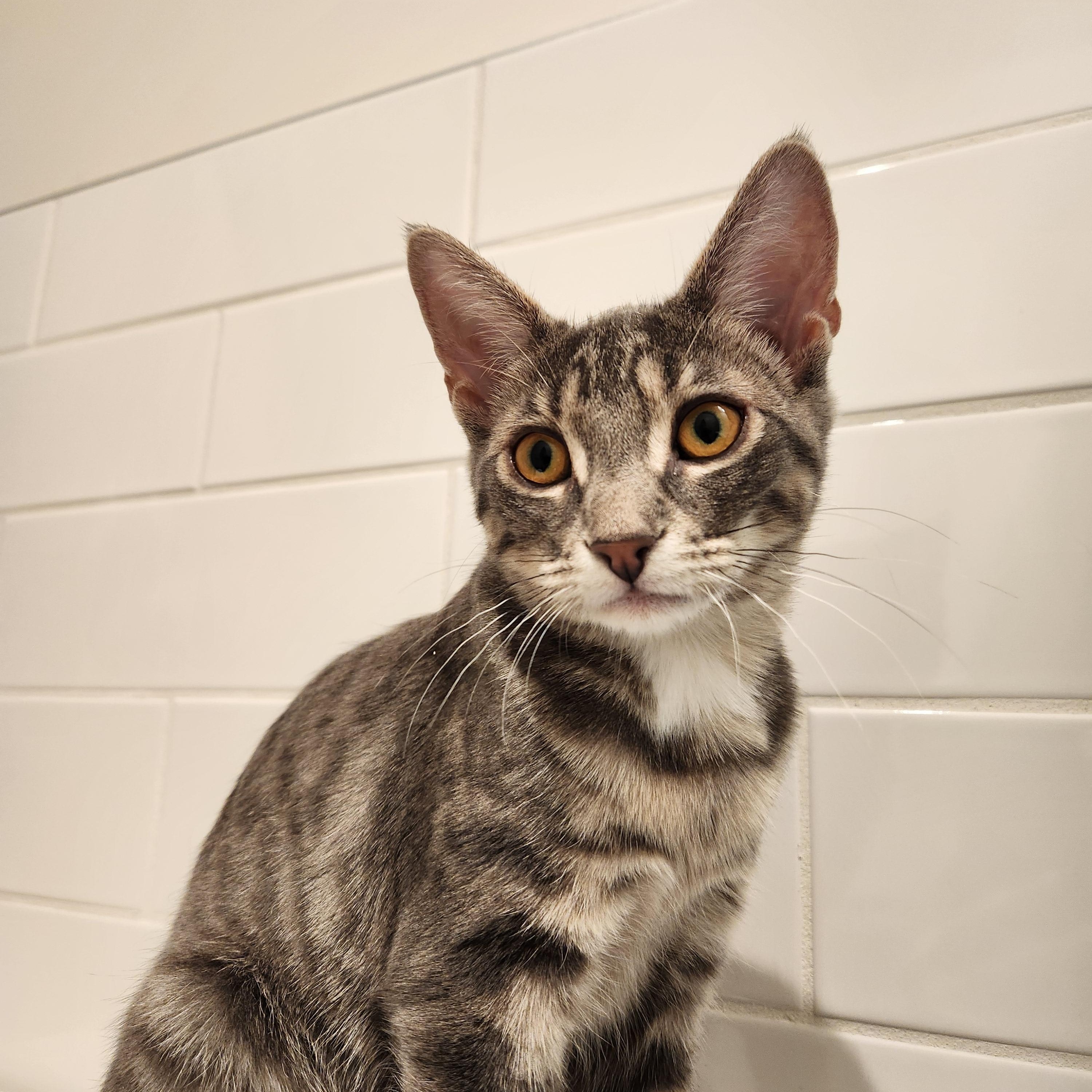 Fern *MUST BE ADOPTED AS A BUDDY*, a ADOPTABLE Domestic Short Hair in Toronto, ON image 1/4