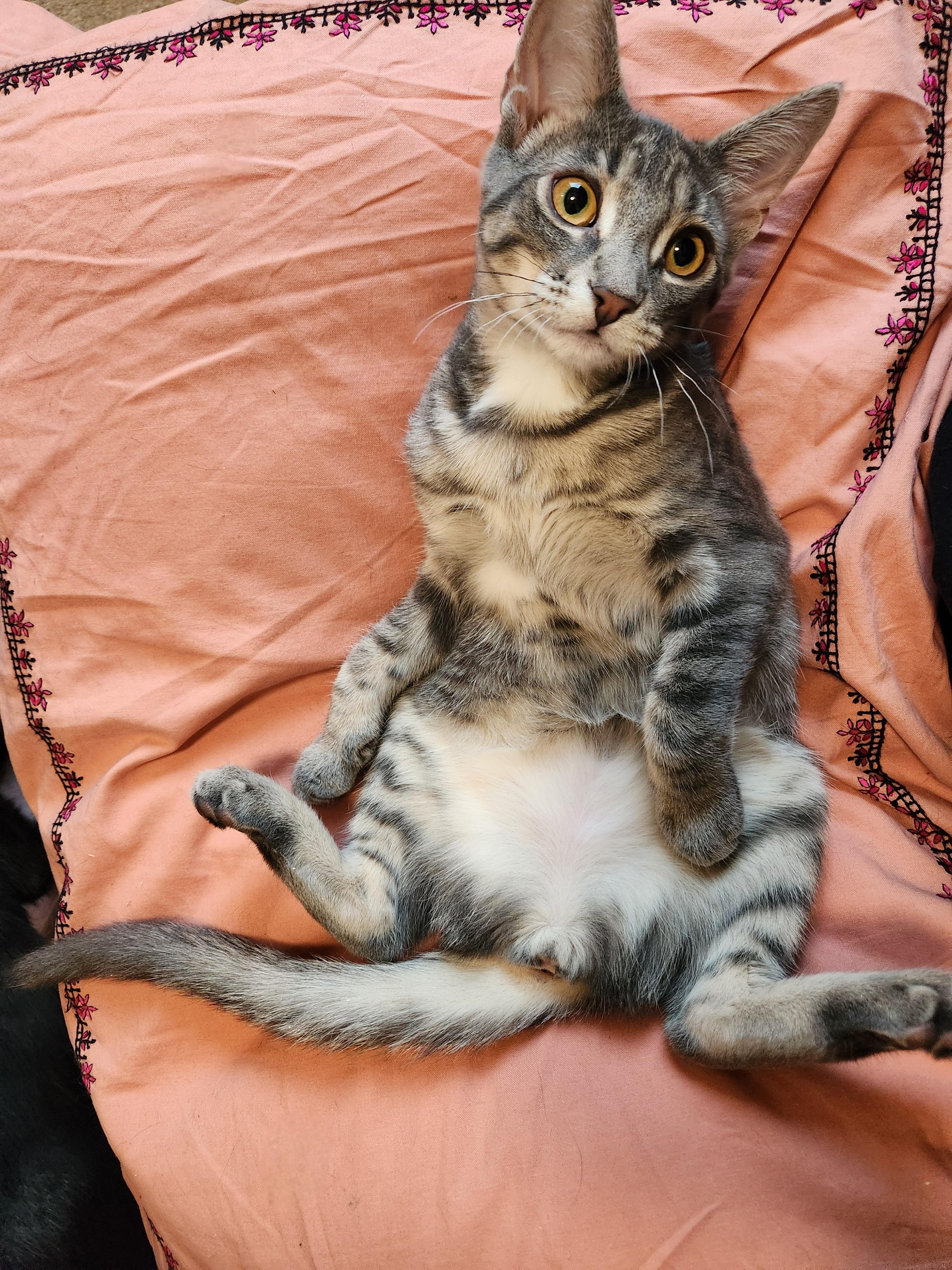 Fern *MUST BE ADOPTED AS A BUDDY*, a ADOPTABLE Domestic Short Hair in Toronto, ON image 2/4