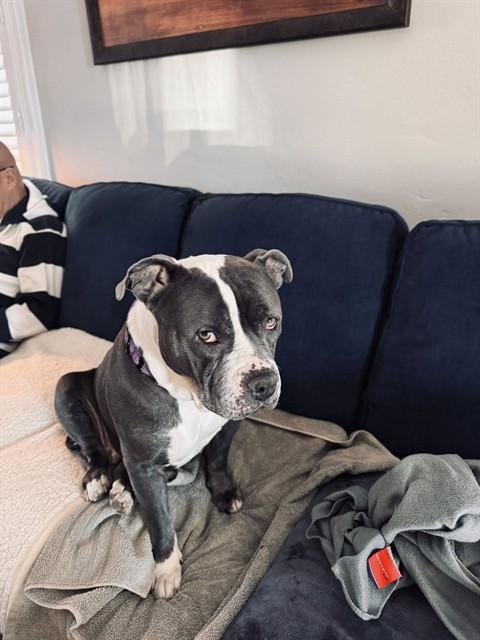 FEEL THE CHILL, Adoptable, Young Female Pit Bull Terrier & Mixed Breed.