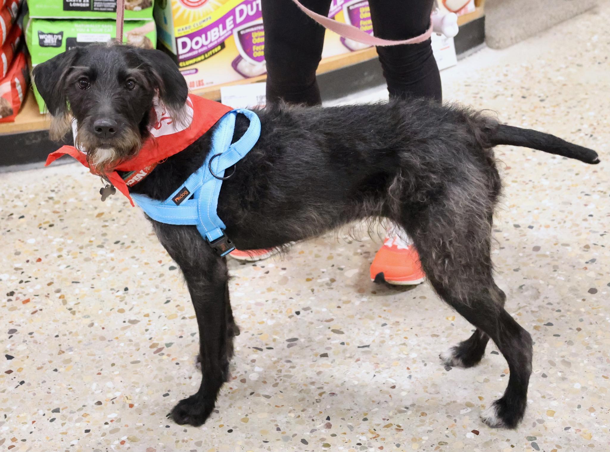 Maggie Mae, an adoptable mixed breed in Palatine, IL image 4/6