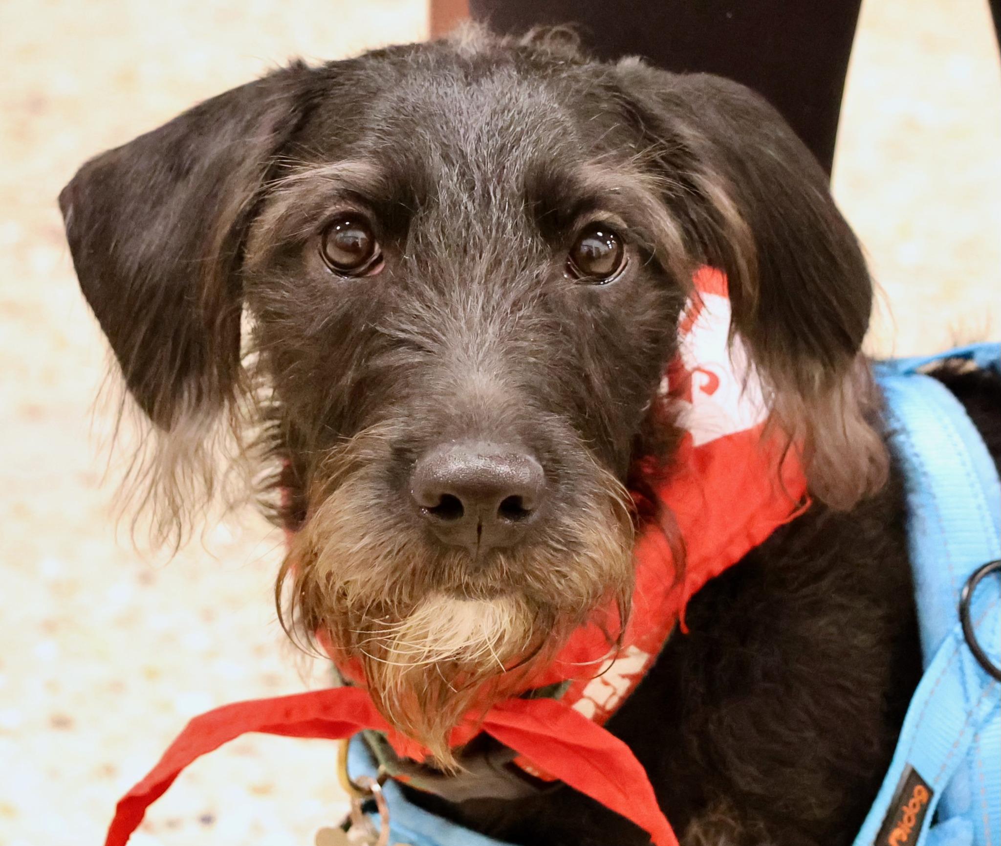 Maggie Mae, an adoptable mixed breed in Palatine, IL image 1/6