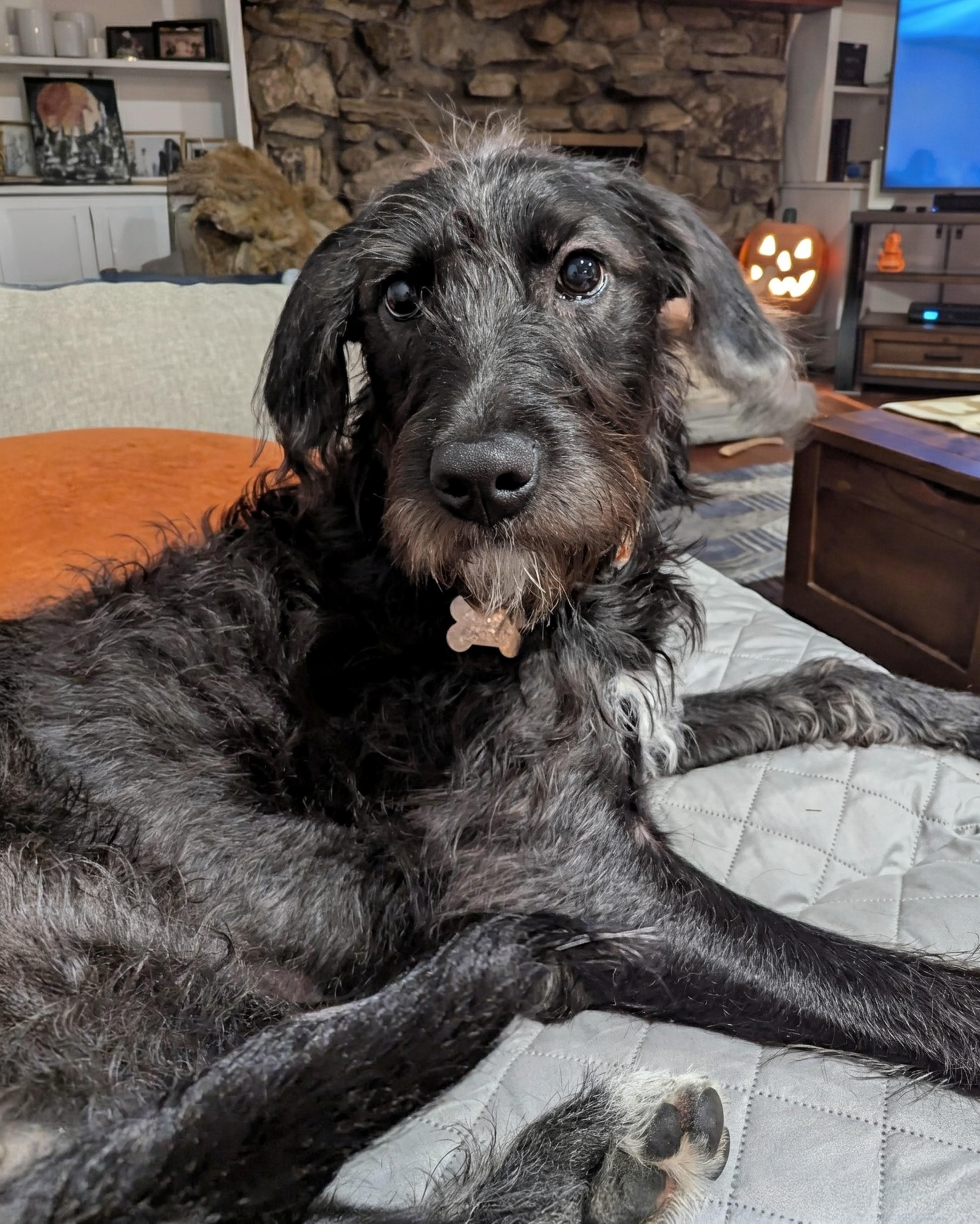 Maggie Mae, Adoptable, Puppy Female Poodle & Mixed Breed.