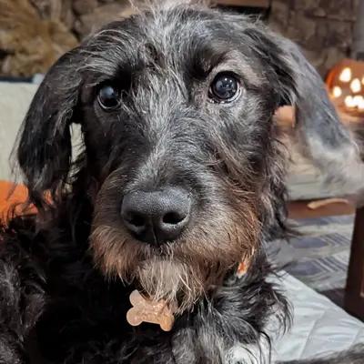 Enlarge Maggie Mae, a Adoptable mixed breed in Palatine, IL image 1/3