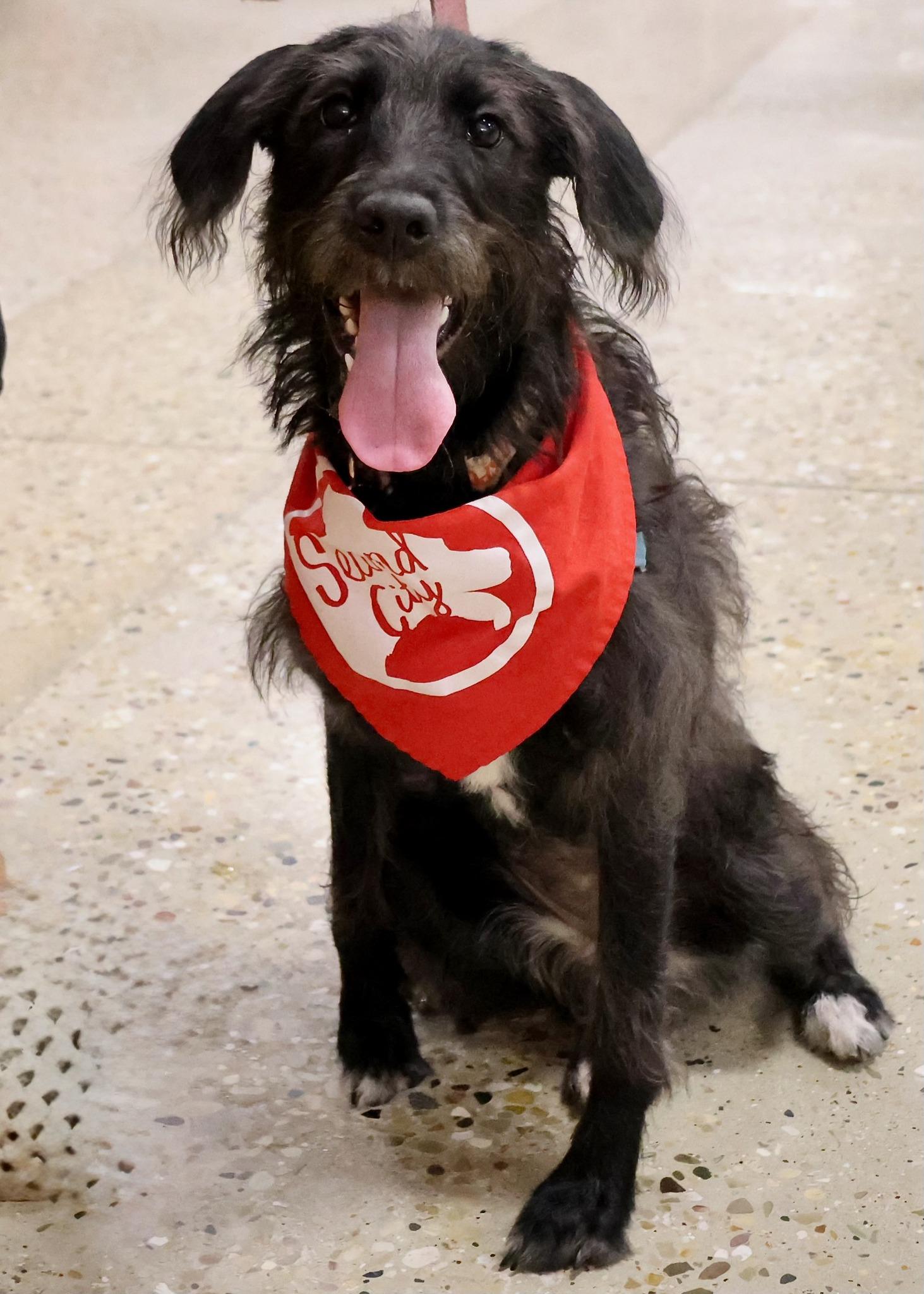 Enlarge Maggie Mae, a Adoptable mixed breed in Palatine, IL image 3/3