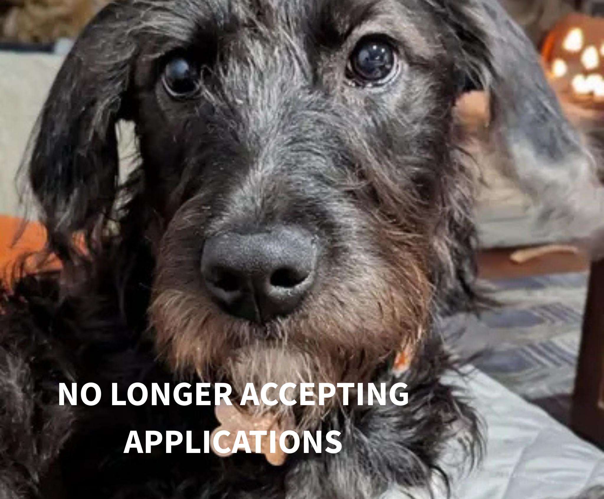 Maggie Mae, Adoptable, Puppy Female Poodle & Mixed Breed.