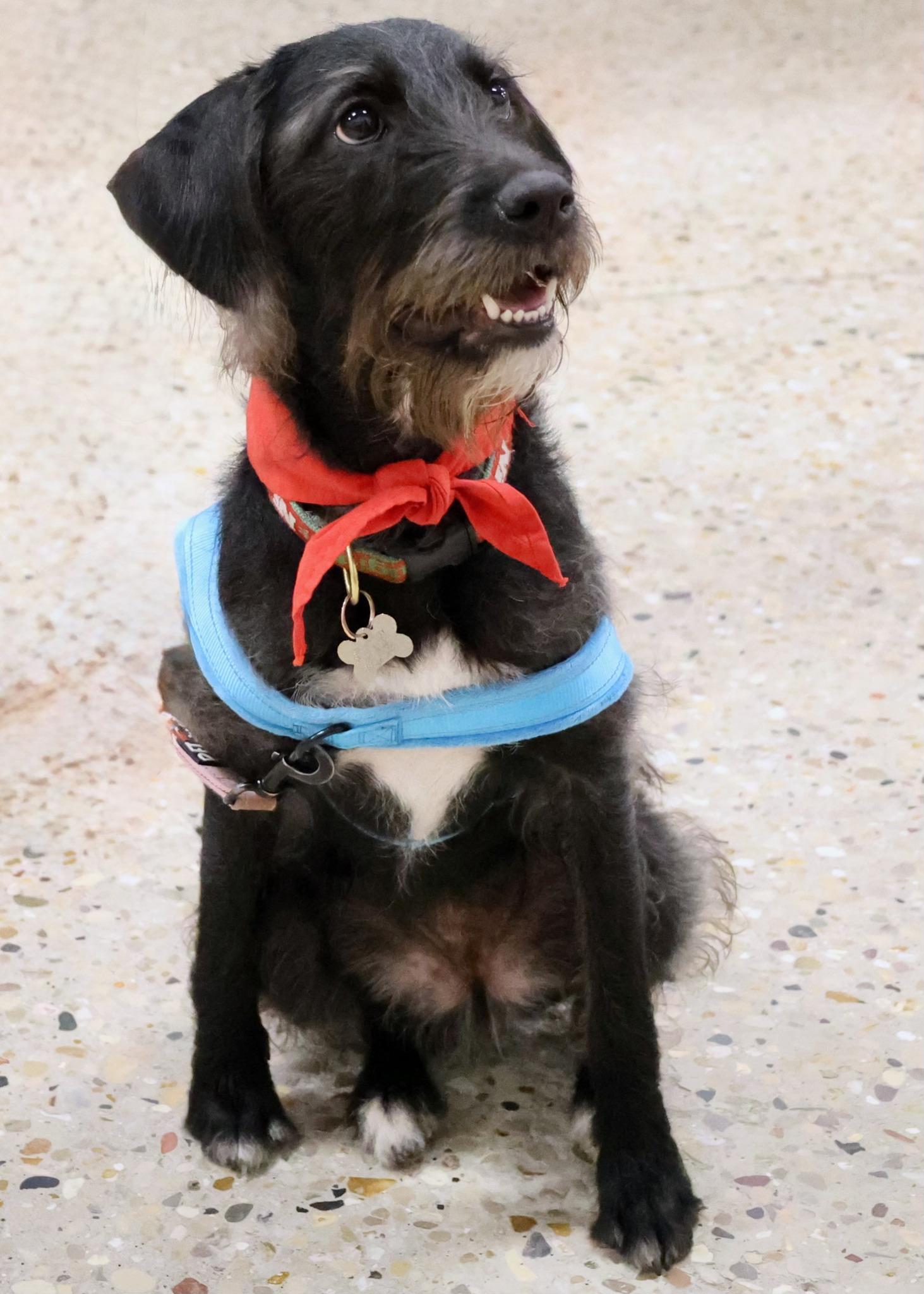 Maggie Mae, an adoptable mixed breed in Palatine, IL image 5/6