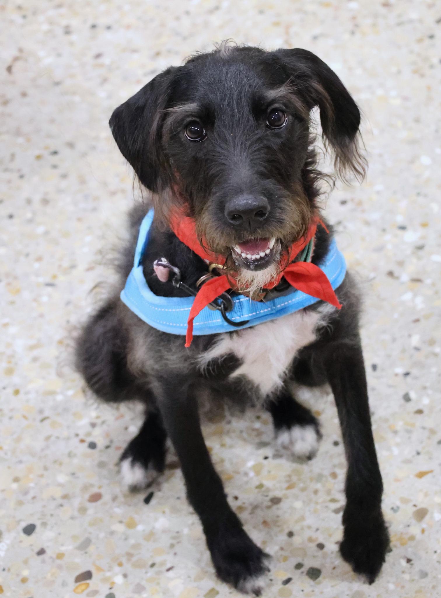 Maggie Mae, an adoptable mixed breed in Palatine, IL image 6/6