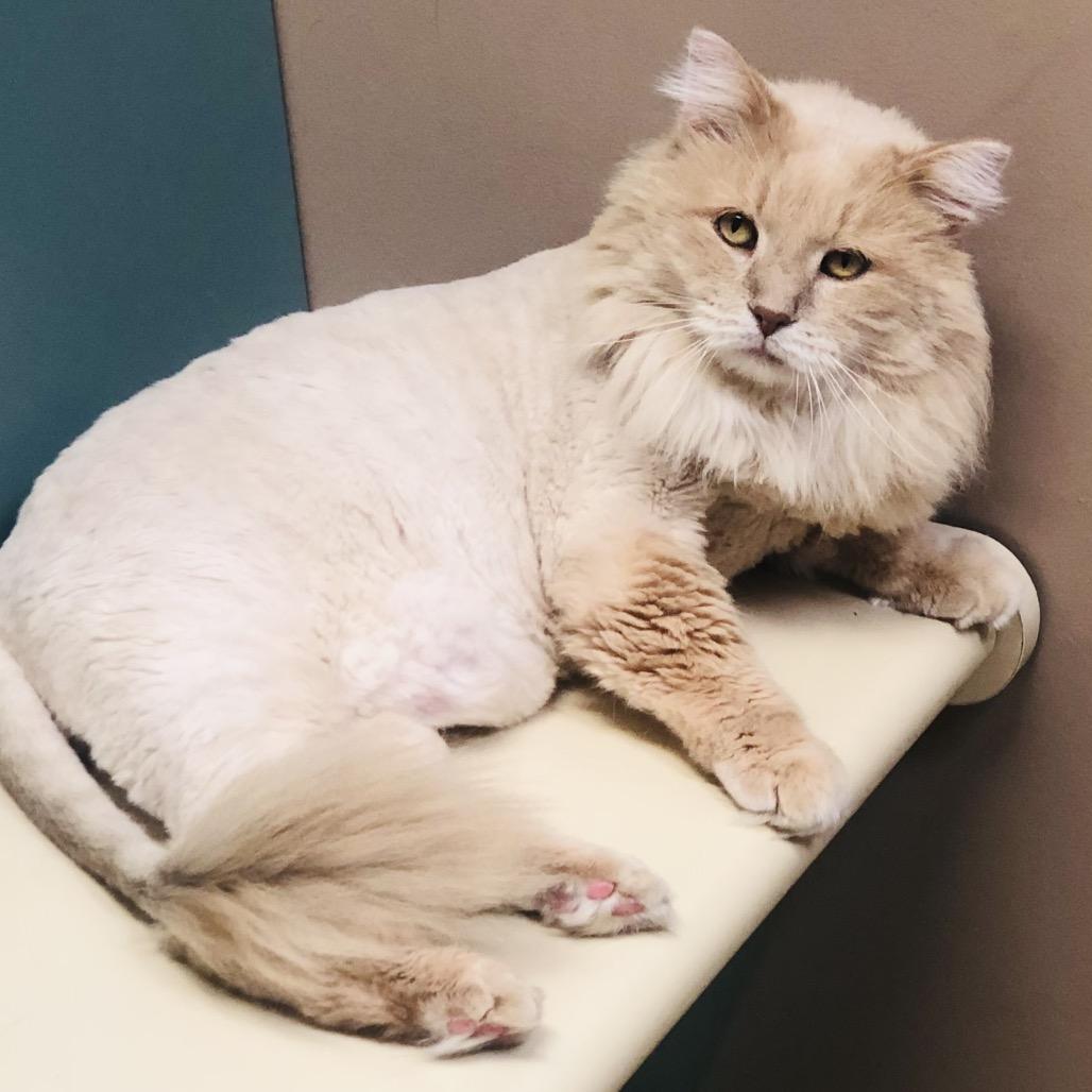 Bear, an adopted Domestic Long Hair in Stoughton, WI image 3/4