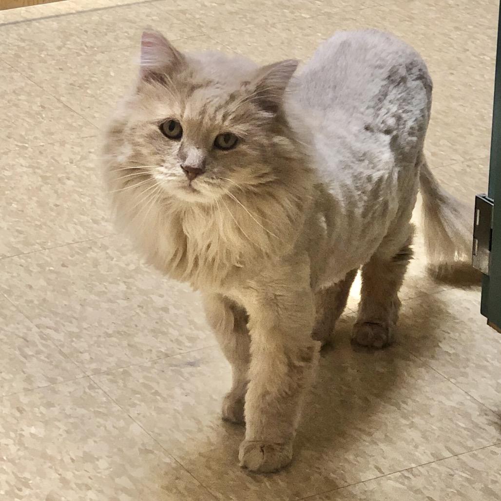 Bear, an adopted Domestic Long Hair in Stoughton, WI image 4/4