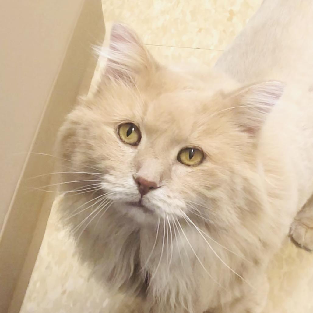 Bear, adopted, Senior Male Domestic Long Hair.