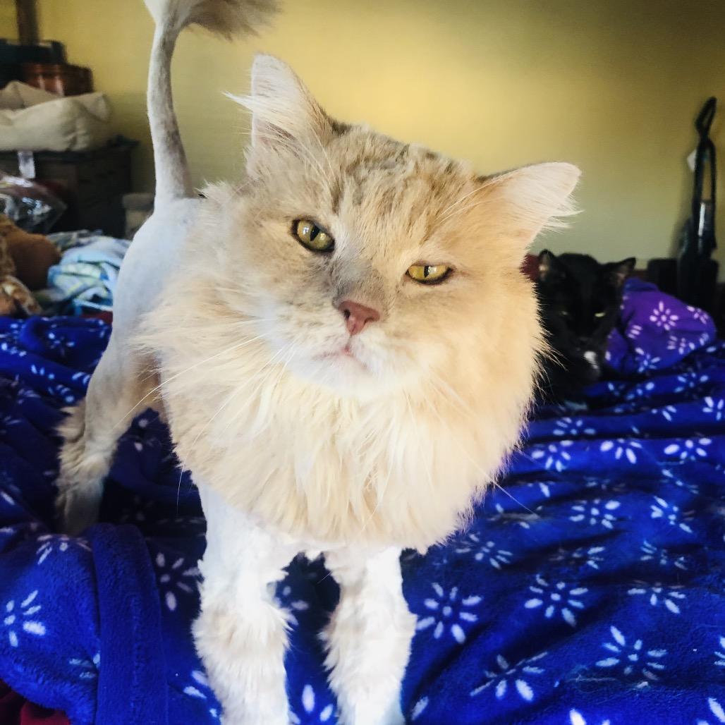 Bear, an adopted Domestic Long Hair in Stoughton, WI image 2/4