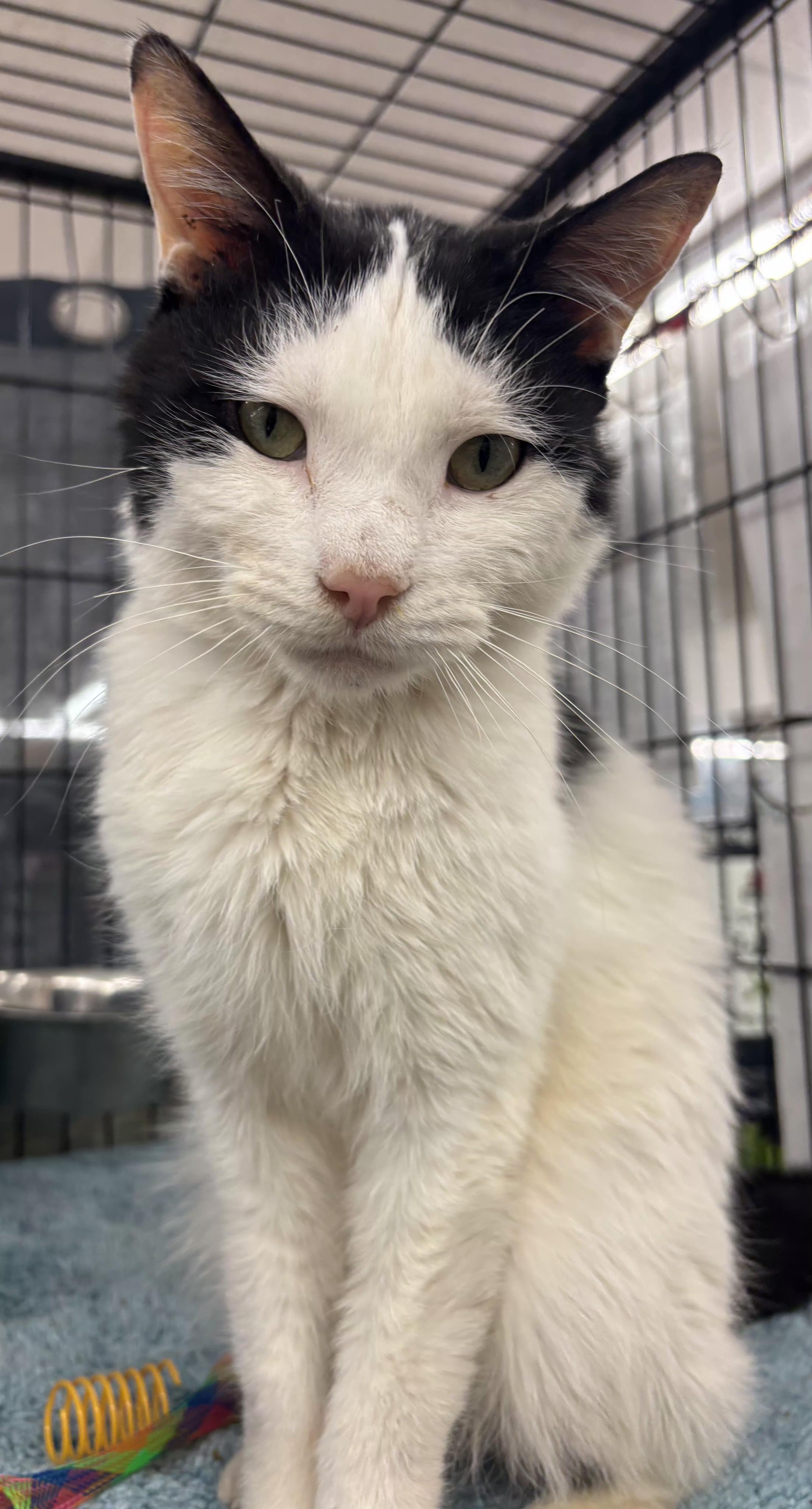 Enlarge Franklin, a ADOPTABLE Domestic Short Hair in Bear, DE image 1/1