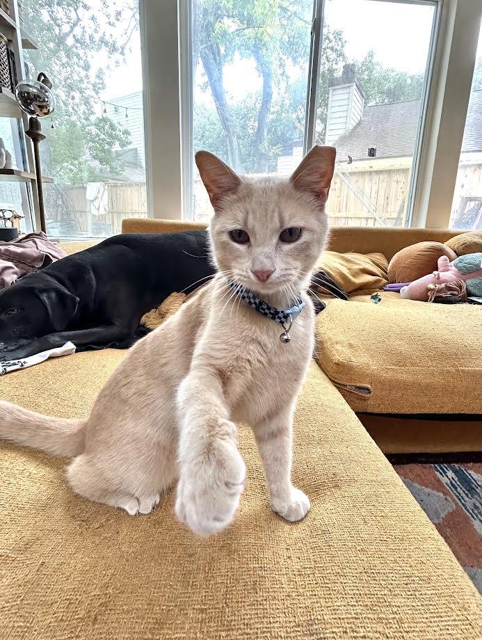 Waffles, an adopted mixed breed in Pearland, TX image 5/5