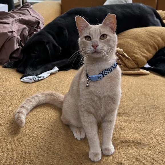 Waffles, adopted, Young Male Tabby & Domestic Short Hair.