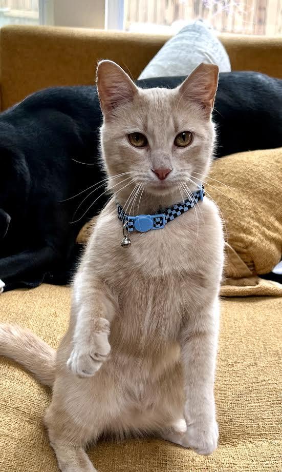 Waffles, an adopted mixed breed in Pearland, TX image 4/5