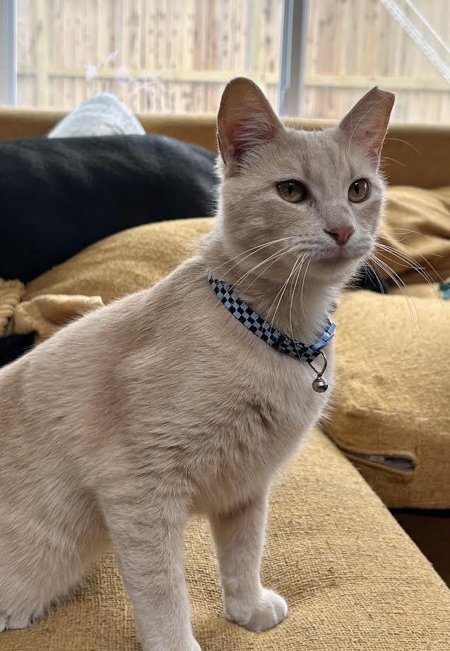Waffles, an adopted mixed breed in Pearland, TX image 3/5