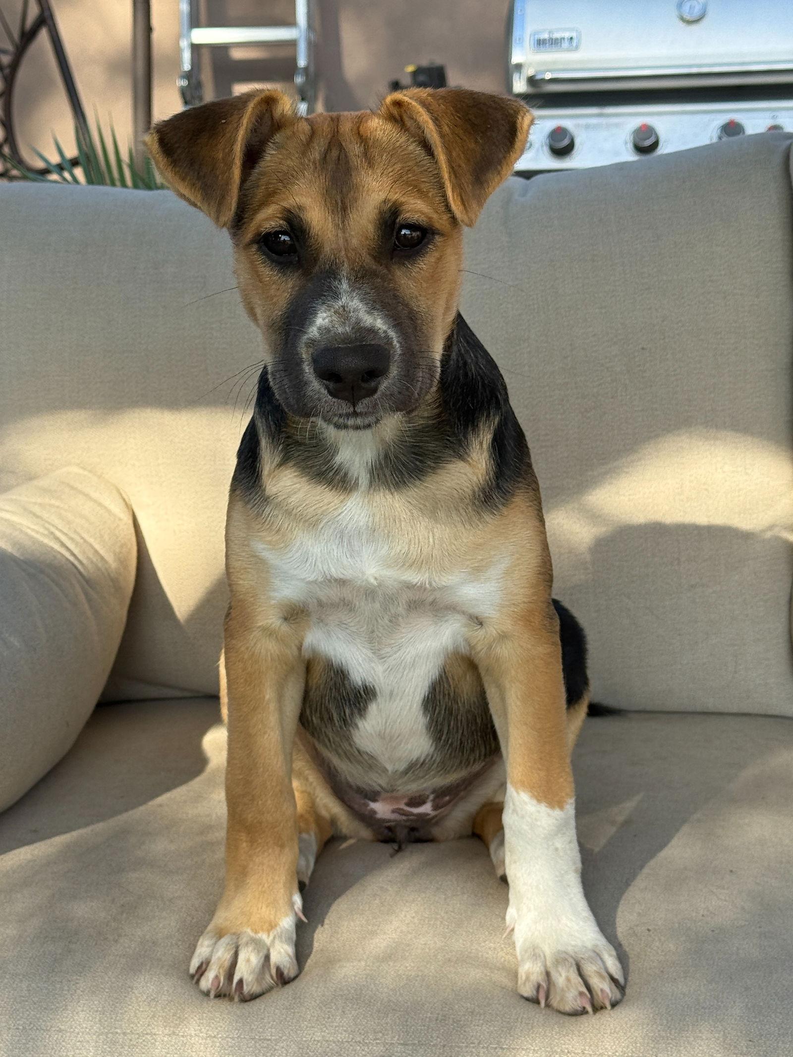 Sunny, Adoptable, Puppy Female Shepherd & Husky.