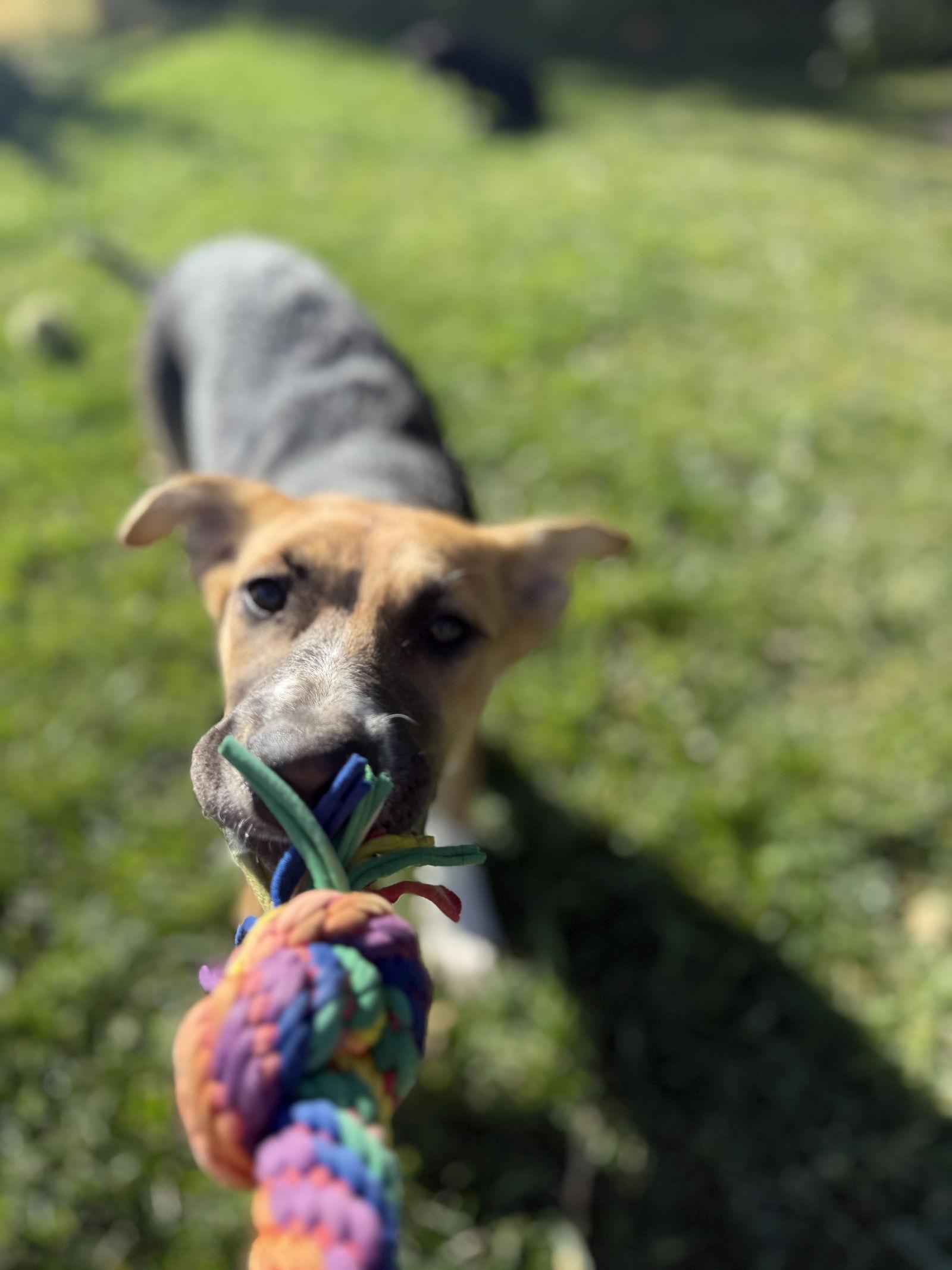 Sunny, a Adoptable mixed breed in Sparks, NV image 2/3
