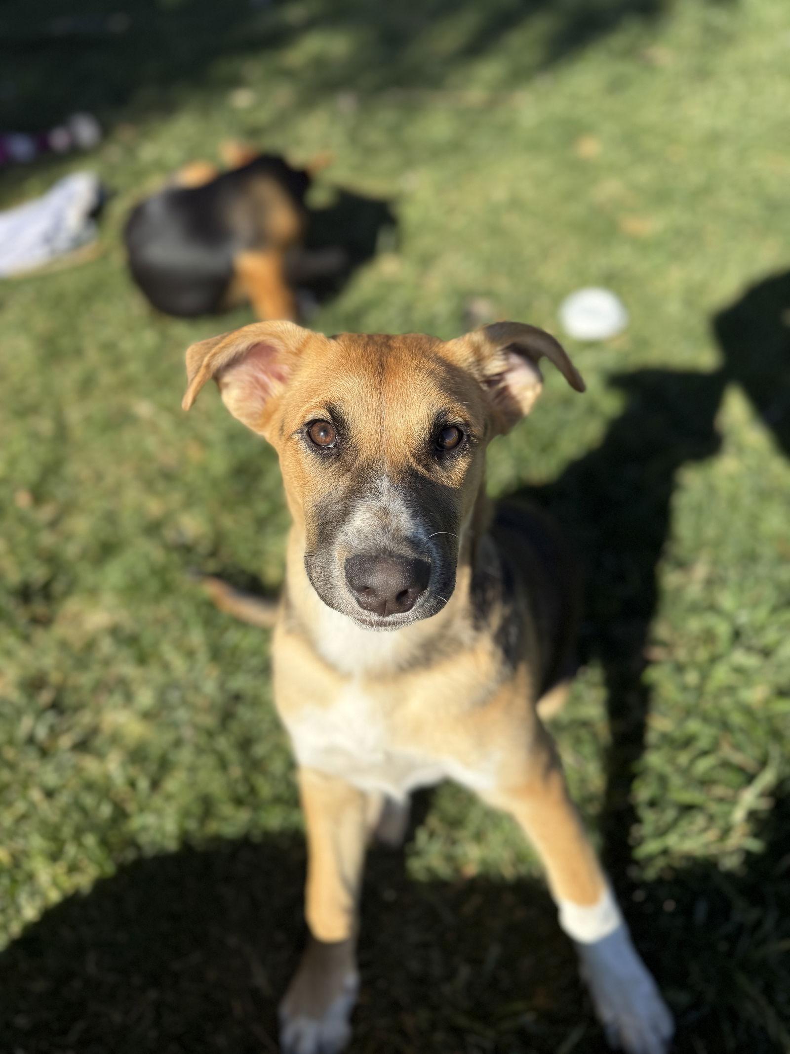 Sunny, a Adoptable mixed breed in Sparks, NV image 3/3