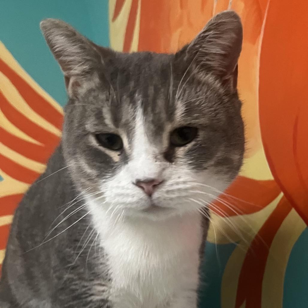 Enlarge Jasper, a Adoptable American Shorthair in Franklin, NC image 1/1