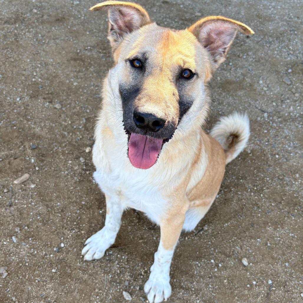 Pistachio, Adoptable, Young Male German Shepherd Dog & Anatolian Shepherd.