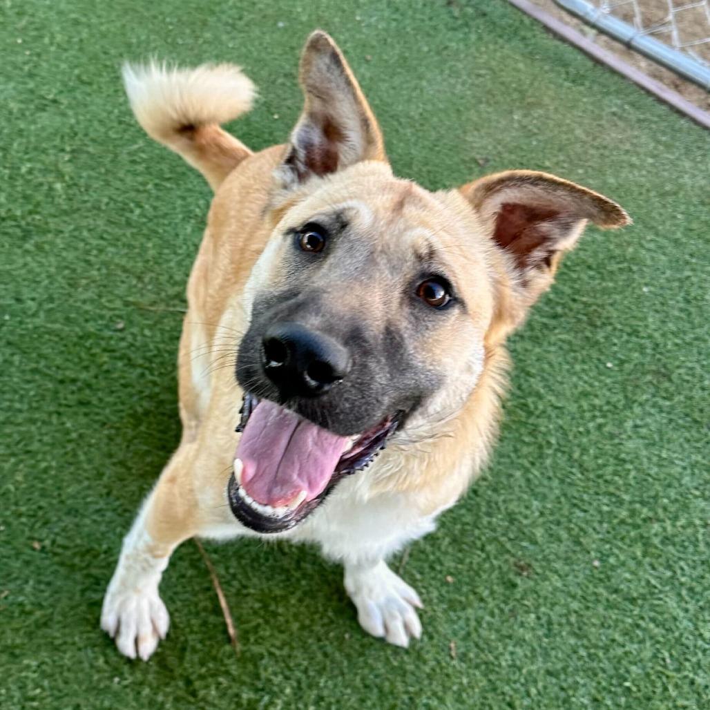 Pistachio, a Adoptable mixed breed in Naperville, IL image 2/6