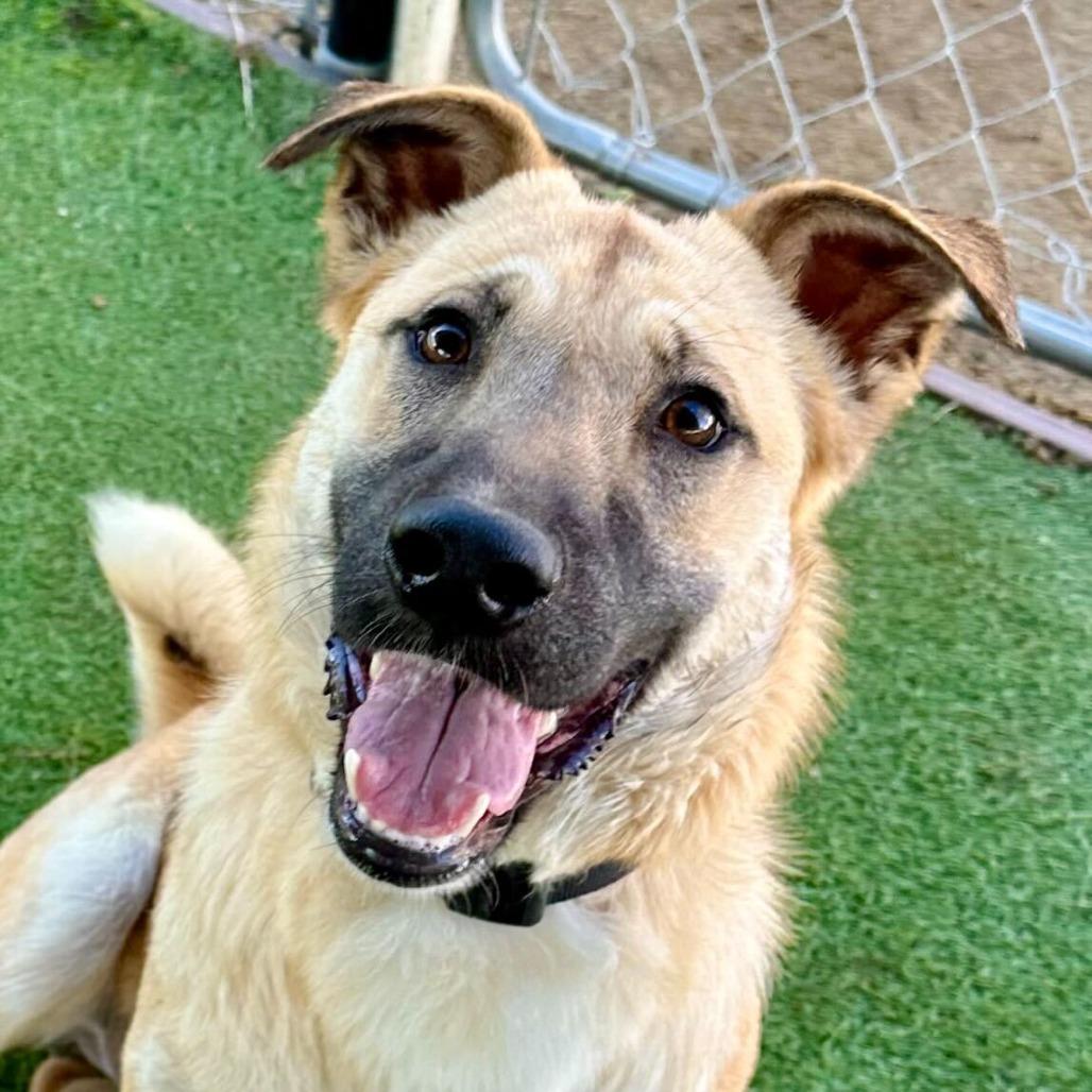 Pistachio, a Adoptable mixed breed in Naperville, IL image 3/6