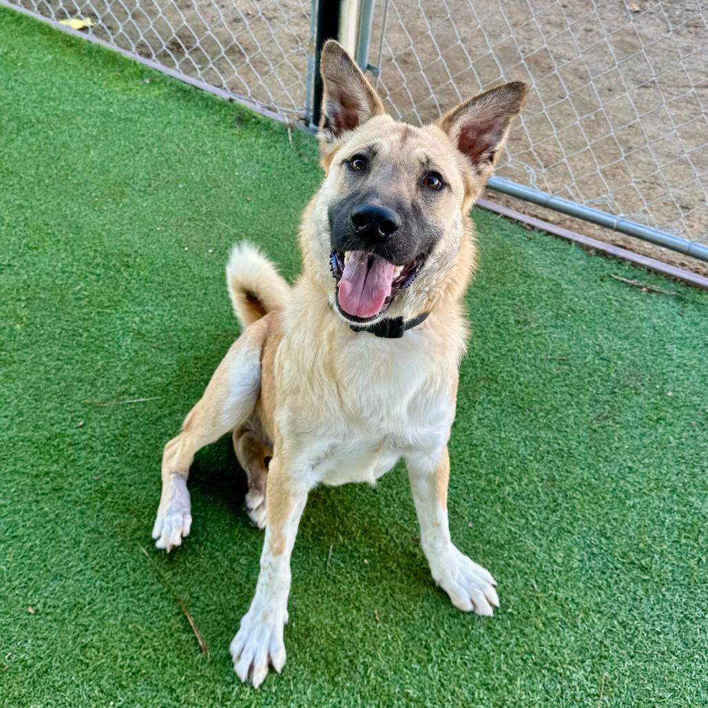 Pistachio, a Adoptable mixed breed in Naperville, IL image 4/6